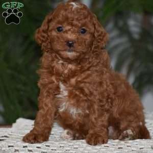 Merci, Cavapoo Puppy